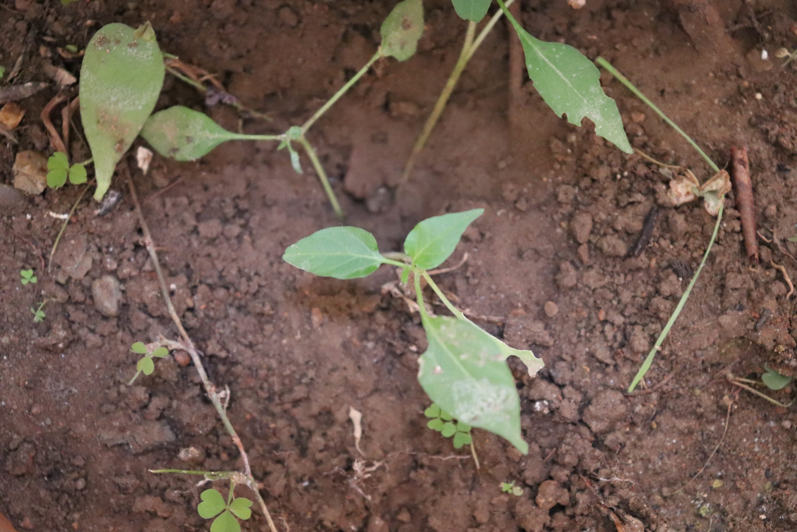 SafEarth tree plantation