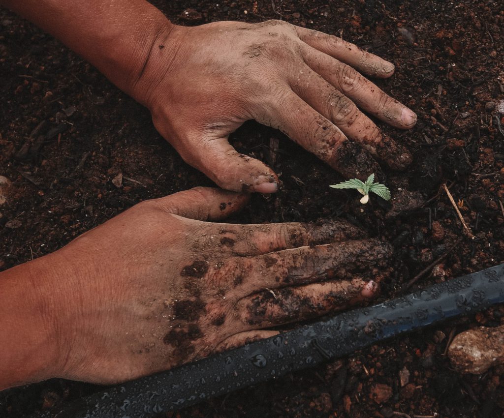 SafEarth tree plantation