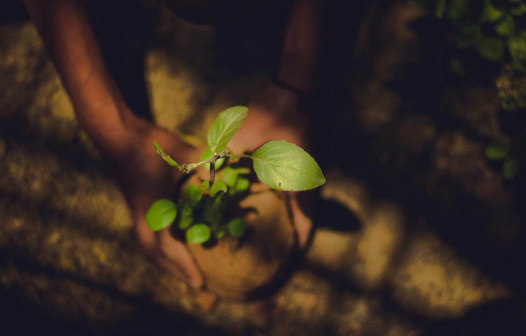 SafEarth Foundation, Small plant